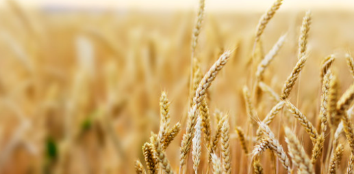 За обеспечение устойчивого развития и социальной безопасности