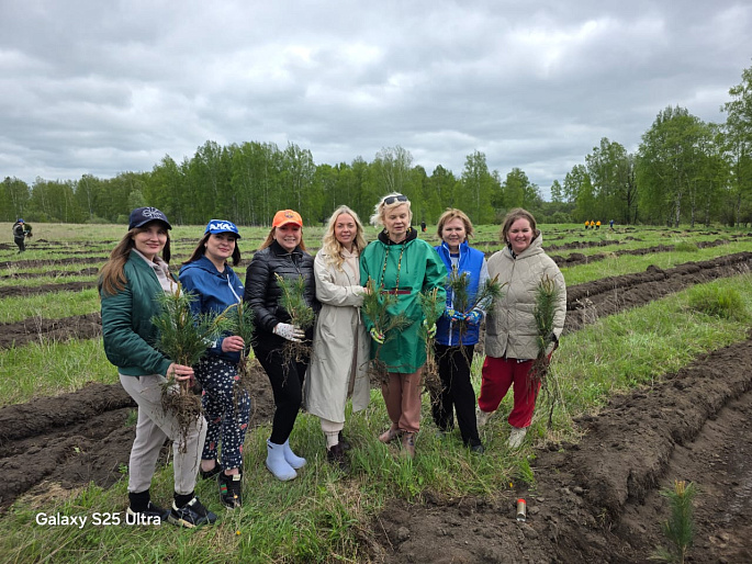 Женщины Томской области - за возрождение припоселковых кедровников!